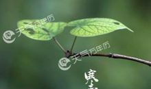 有关于寒露的谚语