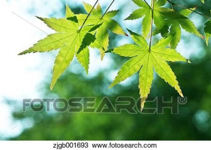 落叶是比喻性的句子
