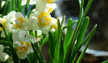 写水仙花比喻句