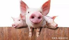 关于狗的歇后语