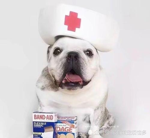 狗过敏