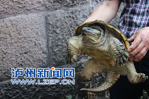 乌龟Mo微笑