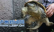 乌龟莫笑鳖歇后语