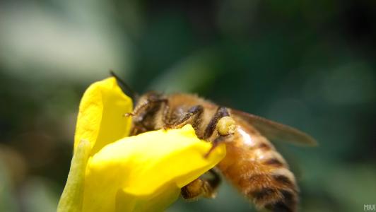 蜜蜂
