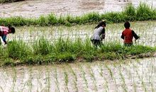 有关农村乡俗的谚语