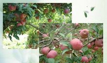 秋天枫树拟人句