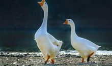 关于鹅的比喻句