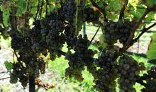 写小蜜蜂拟人句