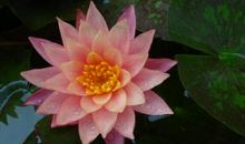 用睡莲写拟人句