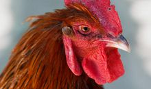 公鸡头上的肉歇后语