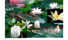 有关荷花拟人句