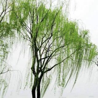 柳树