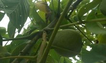 农作物种植的谚语