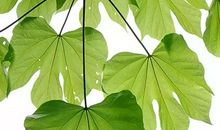 关于树的比喻句