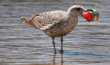 公鸡戴帽子歇后语