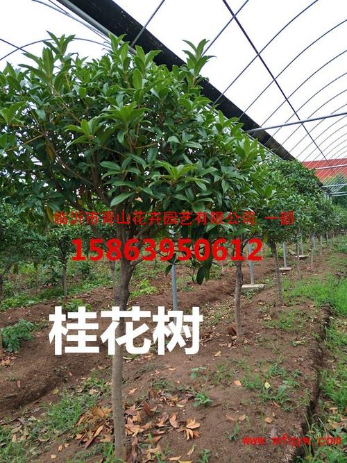 桂花树的比喻句