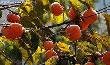 秋天的树比喻句