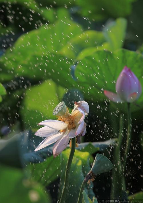 用隐喻写秋雨
