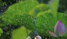 用比喻句写秋雨