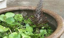 坛子里养乌龟歇后语