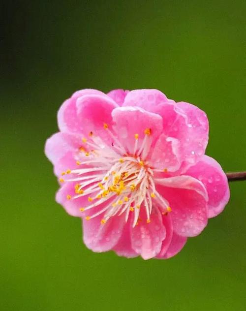 花儿的比喻句