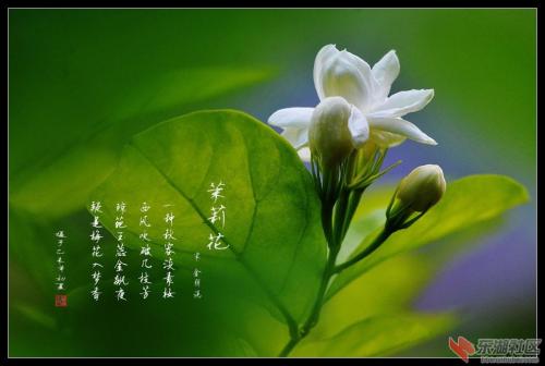 与花有关的爱情经文