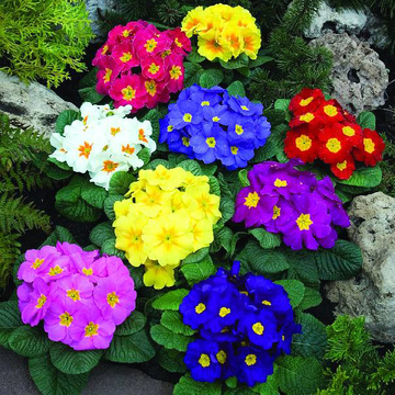 成语描述四个季节的花朵