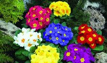 描写四季花卉的成语