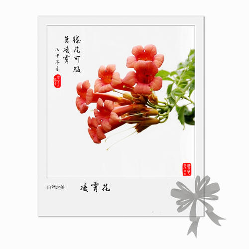 用花形容爱情经文