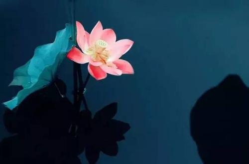 描绘夏雨的美丽片段