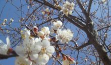 描写树秋天的句子