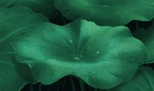 关于夏雨的诗句古诗