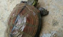 狗咬乌龟歇后语