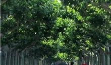 描写白头到老的句子