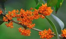 描写秋天桂花的句子