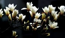 描写玉兰花优美句子