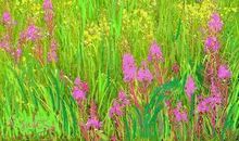 描写秋天花朵的句子