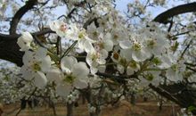 关于梨花比喻句