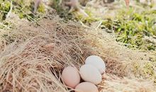 麻雀下鹅蛋歇后语