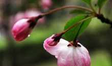 描写雨后花朵的句子