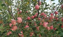 秋季水果拟人句