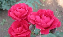 描写月季花优美句子