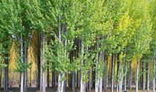 描写白杨的比喻句