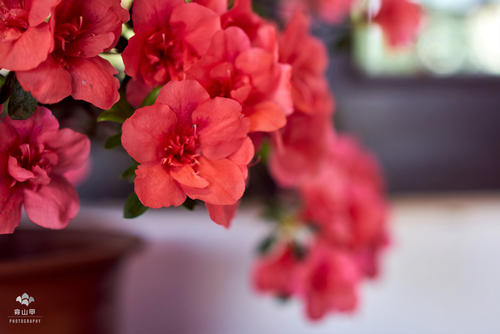 杜鹃花写隐喻
