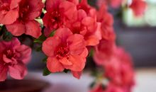 杜鹃花写比喻句