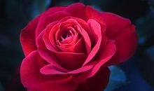 有关玫瑰花的句子