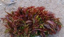 扛着竹竿进城门歇后语