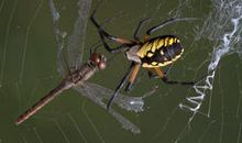 蜻蜓撞着蜘蛛网歇后语