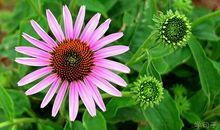 人生如茶,不会苦一辈子,但总会苦一阵子