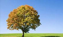 用枫树写拟人句